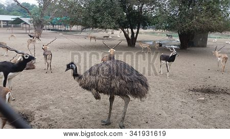 Trees And Animals At The Gokol Of Uttarpradesh In India. It Is The Holy Place Where Lord Krishna Bra