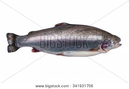 Rainbow Trout Fish Isolated On White Background. Fresh Wild Trout Isolated On A White With Clipping 