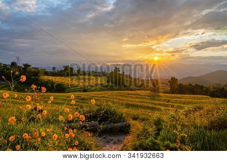 Beautiful Rice Terraces During Sunset In Pa Bong Piang, The Rural Village In Chiangmai, Thailand