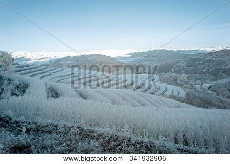 Beautiful Rice Terraces In Pa Bong Piang, The Rural Village In Chiangmai, Thailand In Infrared Photo