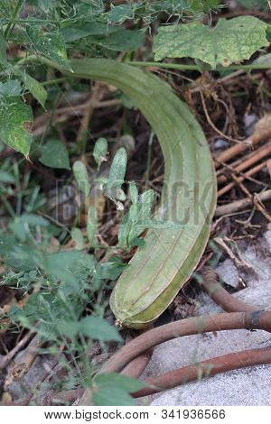 Fresh Luffa Acutangula Or Angled Gourd In A Vegetable Garden .fresh Angled Gourd Vegetable On Branch