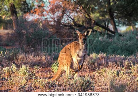 A Wild Kangaroo In The Australien Outback