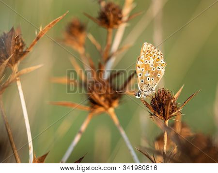 Female Chalkhill Blue Butterfly (polyommatus Coridon) Sitting On Dry Plant Field Eryngo Plant (eryng