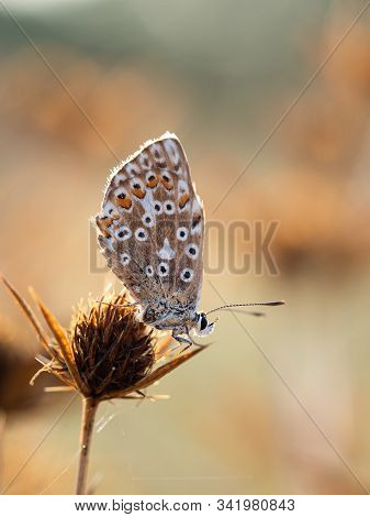 Female Chalkhill Blue Butterfly (polyommatus Coridon) Sitting On Dry Plant Field Eryngo Plant (eryng