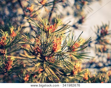 Branches Of Pine With Blooming Buds Covered With Pollen, Close Up