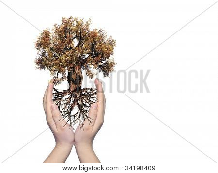 แนวคิดหรือแนวคิด baobab เครื่องมือสีเขียวต้นไม้ มีรากขึ้นในมือ และป้องกัน โดยสาวผม