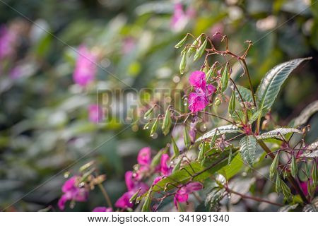 Impatiens Glandulifera From Close