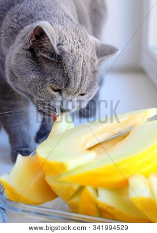 Cat And Melon In Summer. Scottish Cat. Gray Fur.
