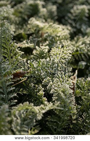 Fern Green Leaves Covered With Hoar Frost In Winter. Frosen Winter Fern Leaves. Frozing Leaves In Wi