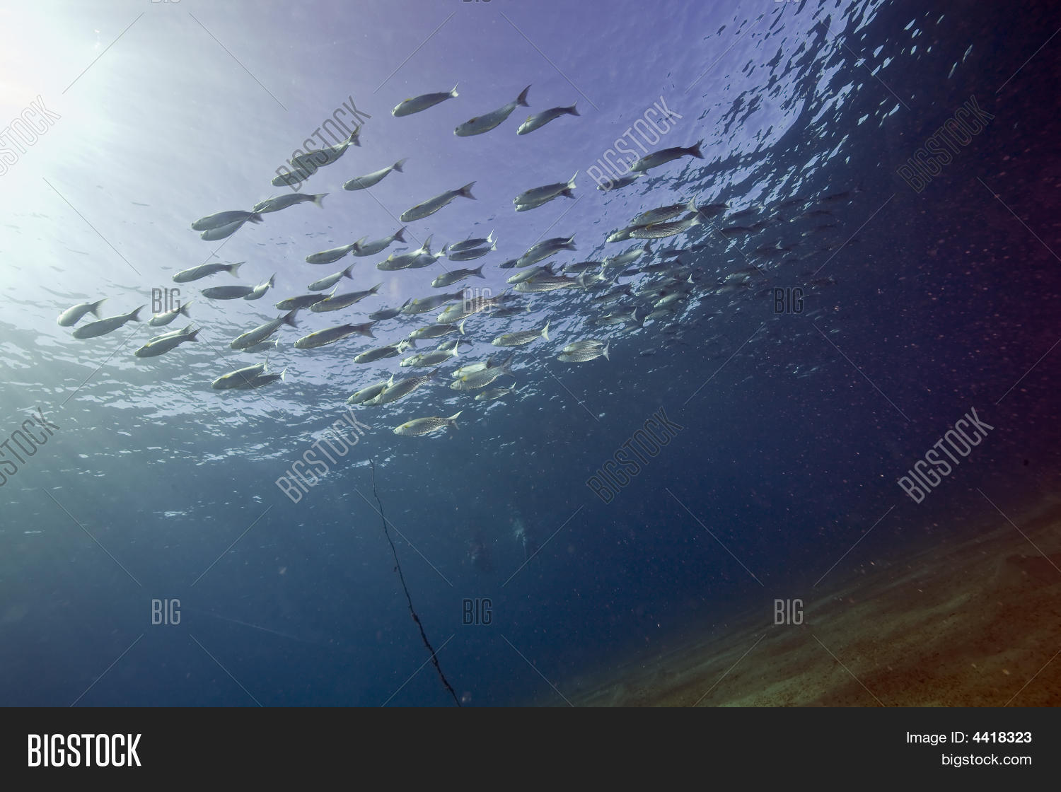 Image Preview