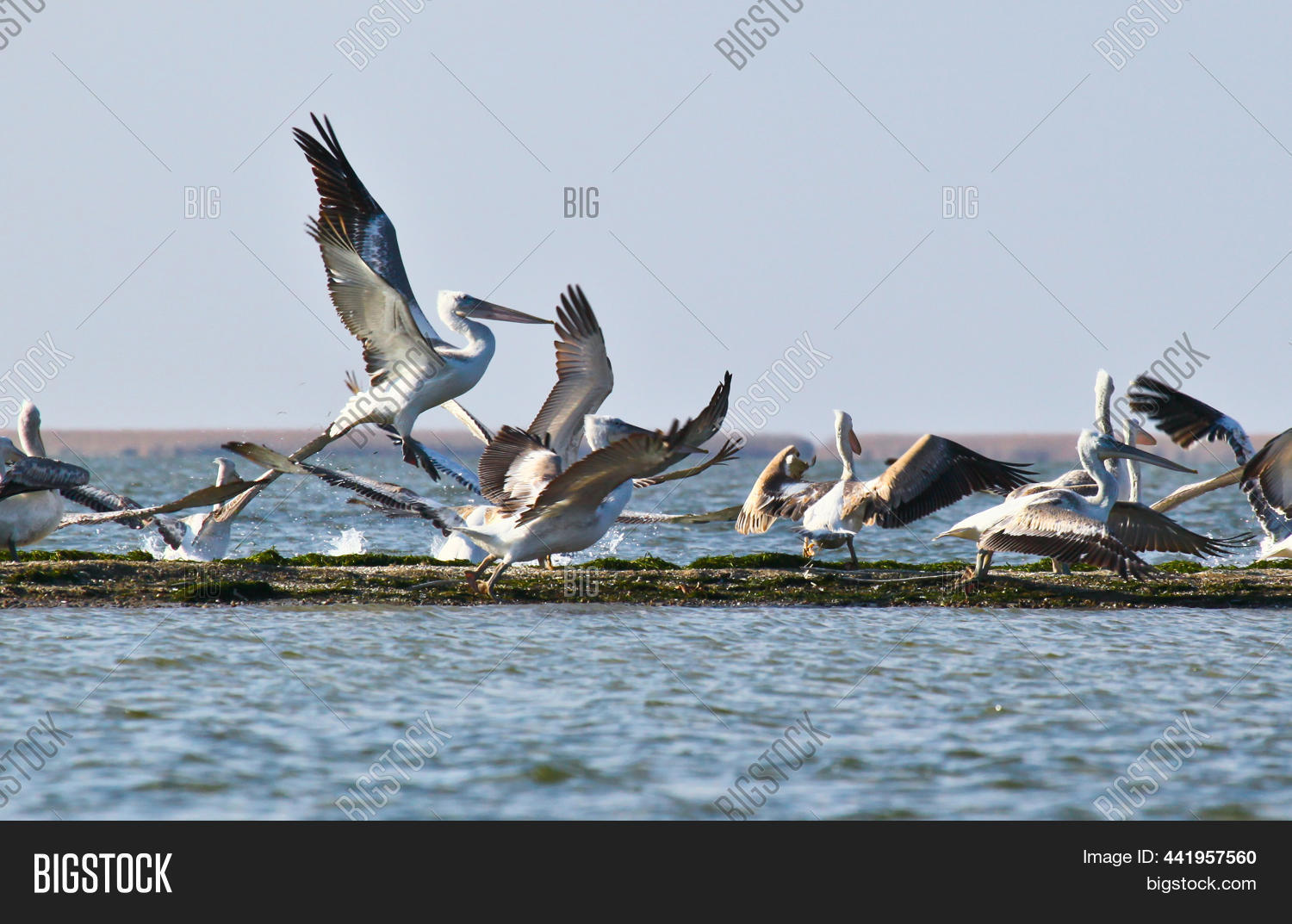 Пеликан астрахань. Орлан долгохвост и белохвост. Дельта волги пеликаны. В дельте волги орнитологи оцифровывают звуки птиц. Дельта волги цапли.