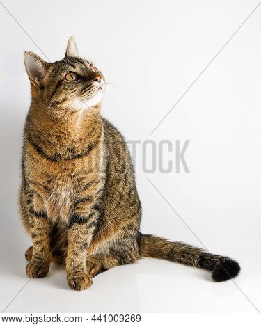 The Cat Is Isolated On A White Background. A Young Tortoiseshell Cat Is Sitting. Ginger Striped Pet.