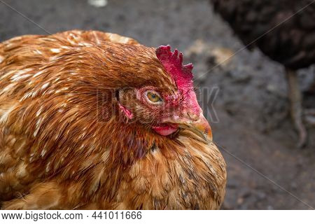 The Domestic Chicken Shrank From The Cold. A Walk In The Poultry Yard.