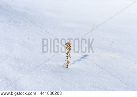 Yellow Dried Plants On White Snow Field. Mimimalistic Winter Concept.