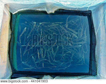 Fish Farm For Breeding Cages For Sturgeon Fry. Concept Aquaculture Pisciculture, Aerial Drone Top Vi