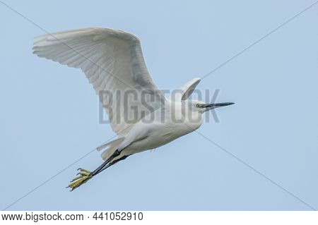 Little Egret - Egreta Mica - Egretta Garzetta