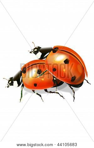 Coccinelle