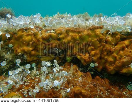 Сhicken Liver Sponge Or Caribbean Chicken-liver Sponge (chondrilla Nucula) And Green Algae Acetabula
