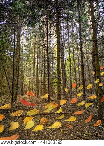 Fall Night Background And Autumn Leaves Falling And Spinning