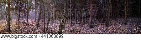 Divine Magnificent Dense Woodland Panoramic Web Banner