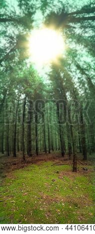 Panoramic Vertical Photo Of Divine Dense Dark Fall Forest.