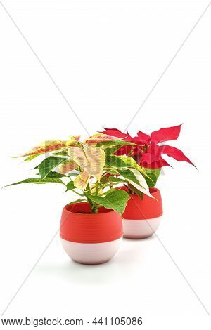 Varigated And Red Pointsettias, Euphorbia Pulcherrima, Photographed On A White Background.