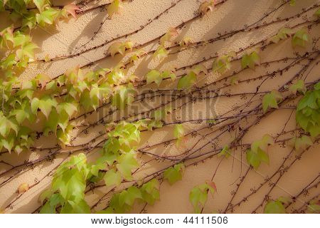 Ivy all'alba