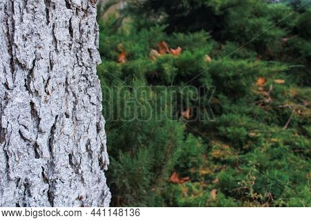 Rough Old Bark Of The White Trunk Of A Large Cedar On A Soft Background Of Autumn Fluffy Firs With F