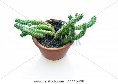 Green cactus