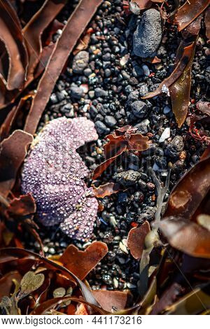 A Closeup Of A Crashed Test Of A Sea Urchin And See Weed Leaves On The Black Sand Beach. Atlantic Oc