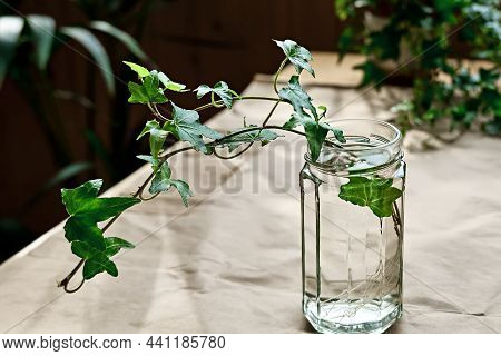 Young Sprig Of Common Ivy, Hedera Helix Rooted In Transparent Glass Of Water. Propagation Of Plant F