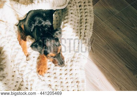 Dog Breed Yag-terrier On Light Background. A Small Puppy, Pet, Lies In Fluffy Soft Blanket, Hid In B