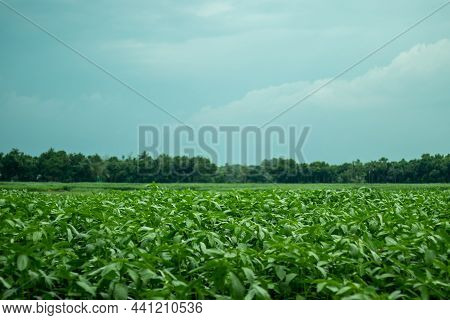 Jute Mallow Plant, Jute, Jew's Mallow, Saluyot, Bush Okra, Egyptian Cotton Spinach. Blue Sky And Whi