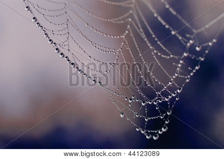 Wassertropfen auf Cobweb