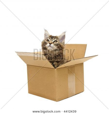 Pequeño gatito en caja