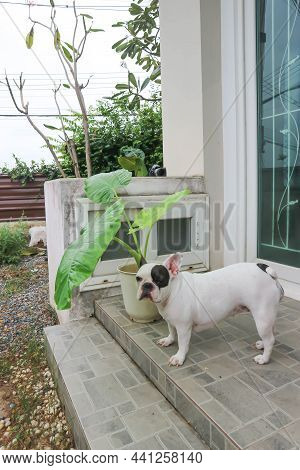 Alocasia Macrorrhizos And French Bulldog Or A Dog And Plants At Home