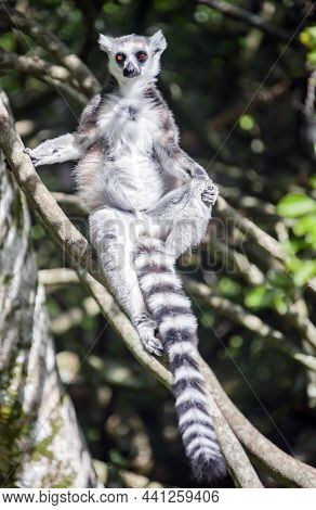 Cat Lemur Or A Maki Lemur Rests On The Trunk Of A Vine. The Wild Striped White-black Ring-tailed Lem