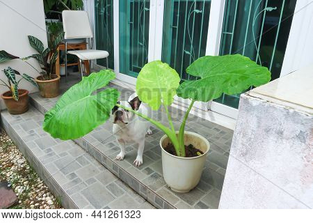 Alocasia Macrorrhizos And French Bulldog Or A Dog And Plants At Home