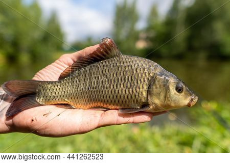 Small Fish Carp, On The Hands, Against The Backdrop Of Nature.