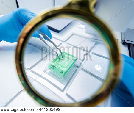 Laboratory Assistant Works At Paraffin Wax Dispenser Tissue Embedding Machine.
