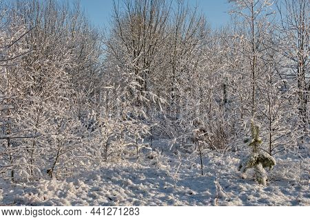 Wintertime Morning In Sunrise And Scotch Pine With Trunks Partly Snow Wrapped And Birch Tree In Back