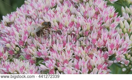 Crassulaceae Autumn. An Adult Solitary Bee Collects Pollen From An Autumn Garden Flower Of White And
