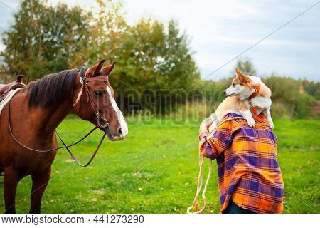 A Blonde Woman With Her Welsh Corgi Dog Goes To The Horse, The Dog Is Afraid Of The Horse And Hides 