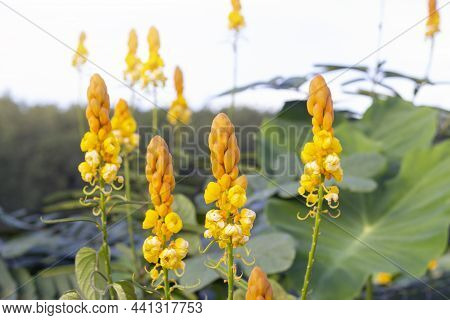 Yellow Flower Of Acapulo, Candelabra Bush, Candle Bush, Ringworm Bush Or Senna Alata (l.) Roxb. Bloo
