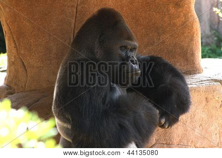 Profil anzeigen: ein Gorilla