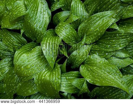 Close Up Macro Shot Of Pure Water Drops On A Textured Leaf In The Garden. Fresh Green Plants After T