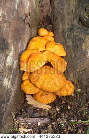 Jack-o'lantern Mushrooms On A Stump In A Forest During Autumn