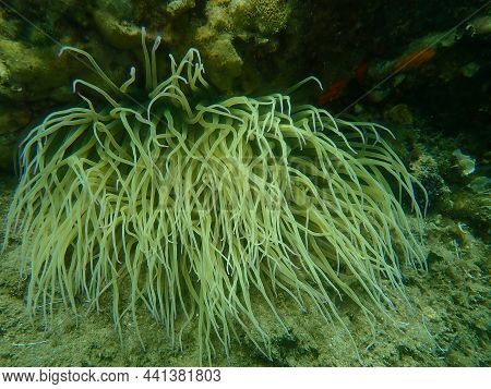 Snakelocks Anemone Or Opelet Anemone (anemonia Viridis) Undersea, Aegean Sea, Greece, Halkidiki