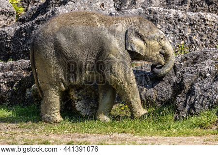 The Asian Elephant, Elephas Maximus Also Called Asiatic Elephant, Is The Only Living Species Of The 