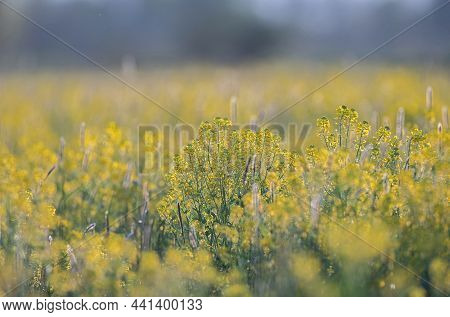 Beautiful Yellow Wild Fowers Growing In A Field During Dummer Season